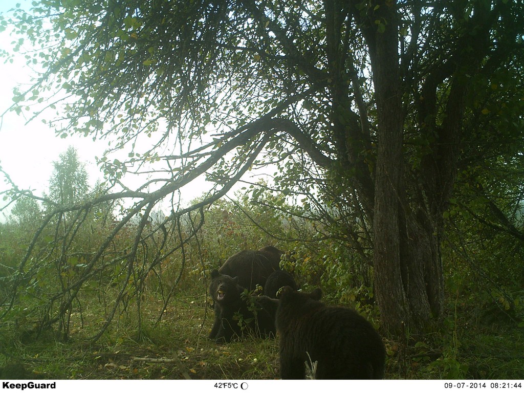 Camera de vânătoare KeepGuard